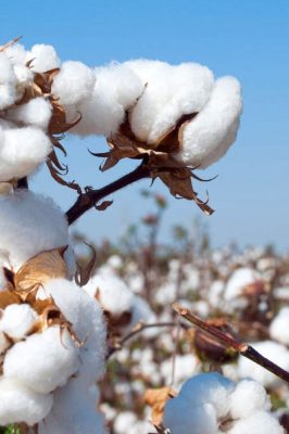 Vải cotton làm từ gì?